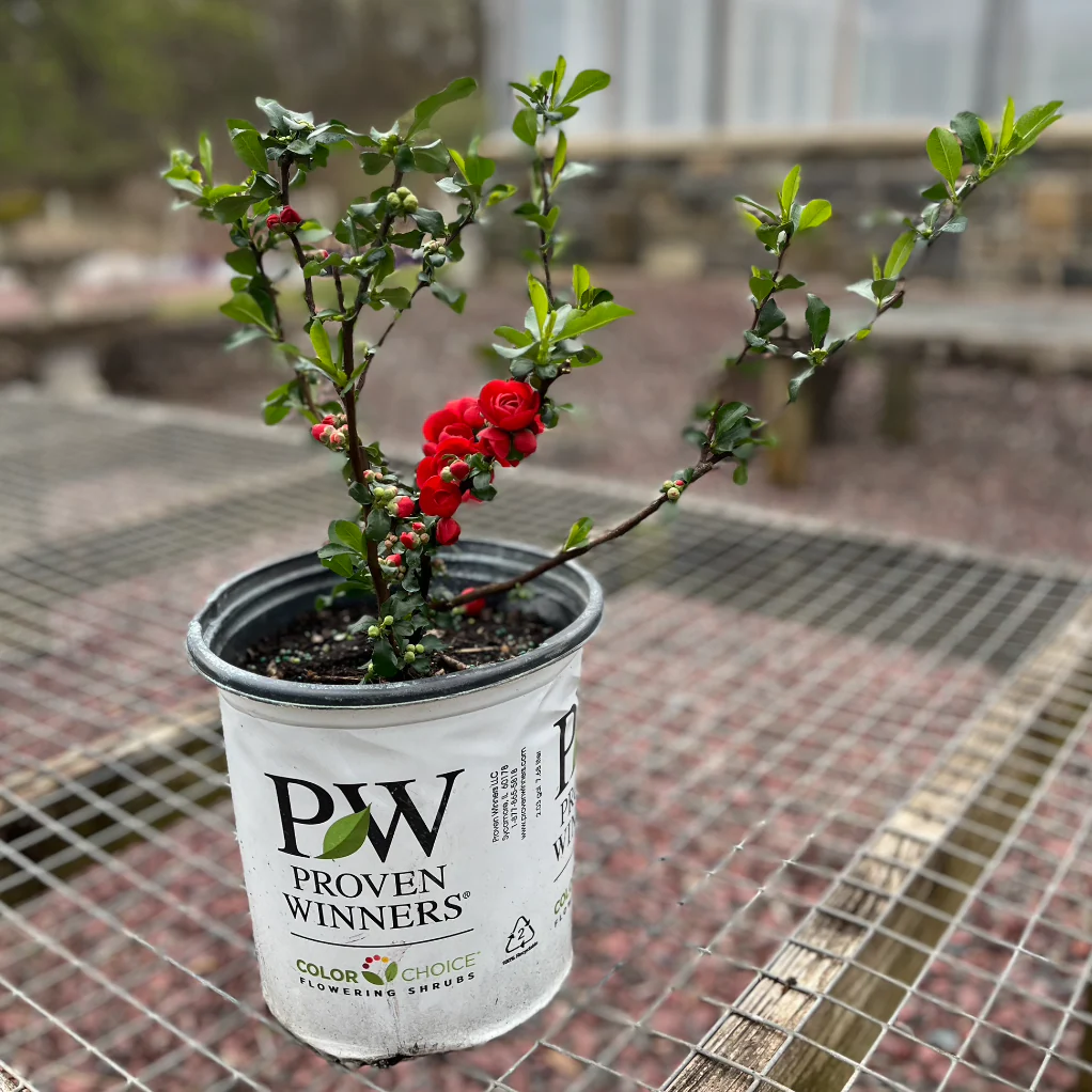'Double Take Scarlet' Flowering Quince | Chaenomeles speciosa - Image 2