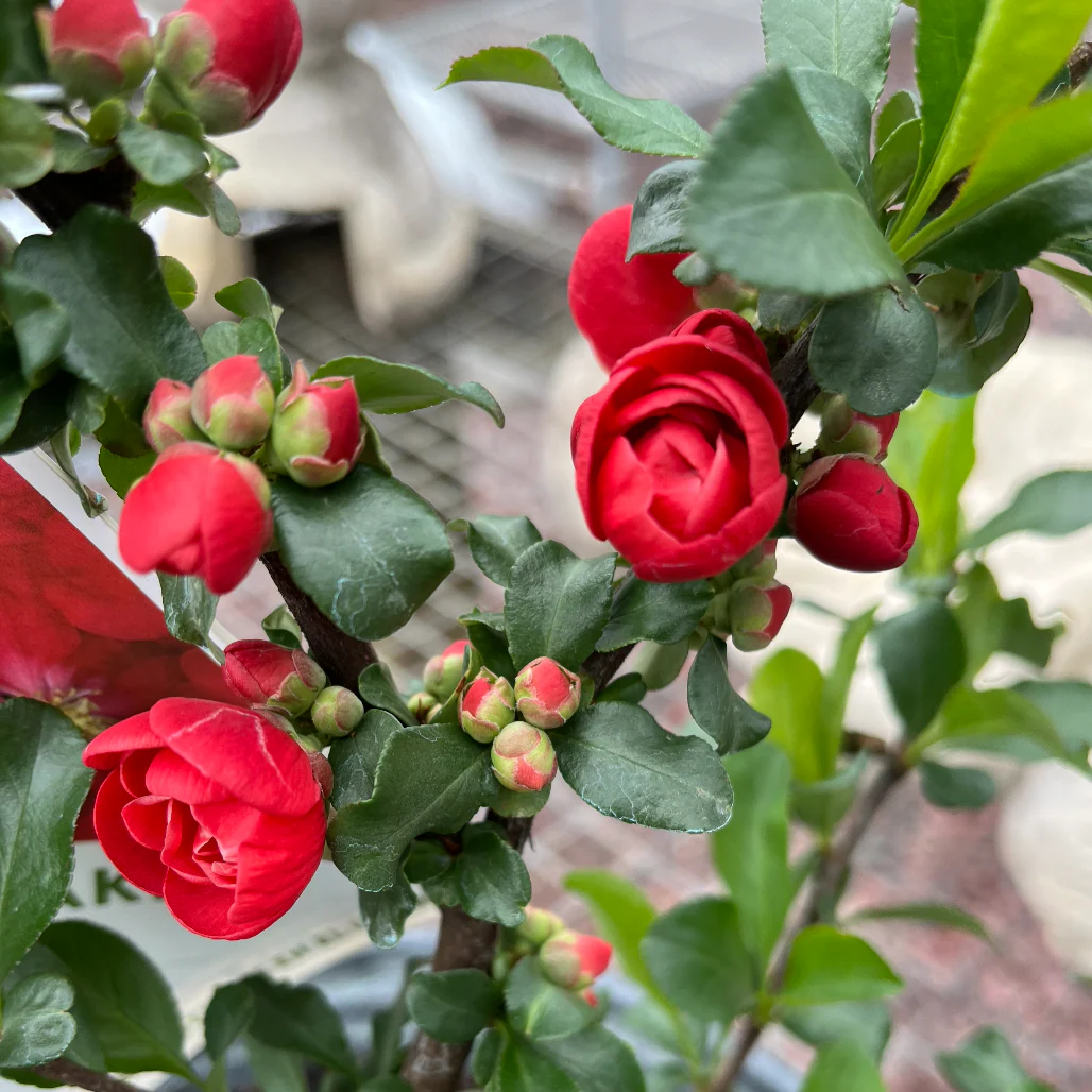 'Double Take Scarlet' Flowering Quince | Chaenomeles speciosa - Image 3