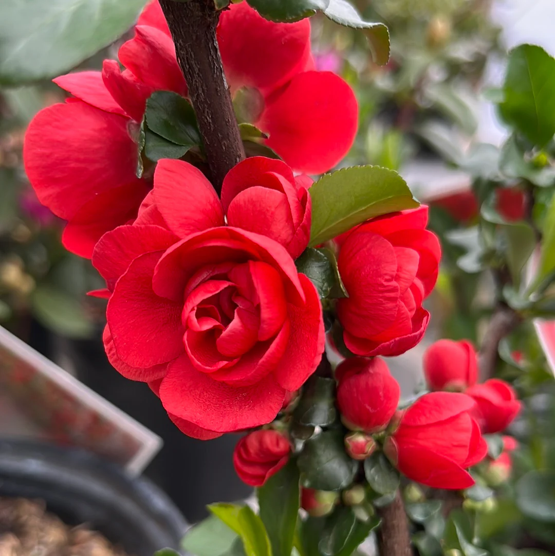 'Double Take Scarlet' Flowering Quince | Chaenomeles speciosa - Image 4