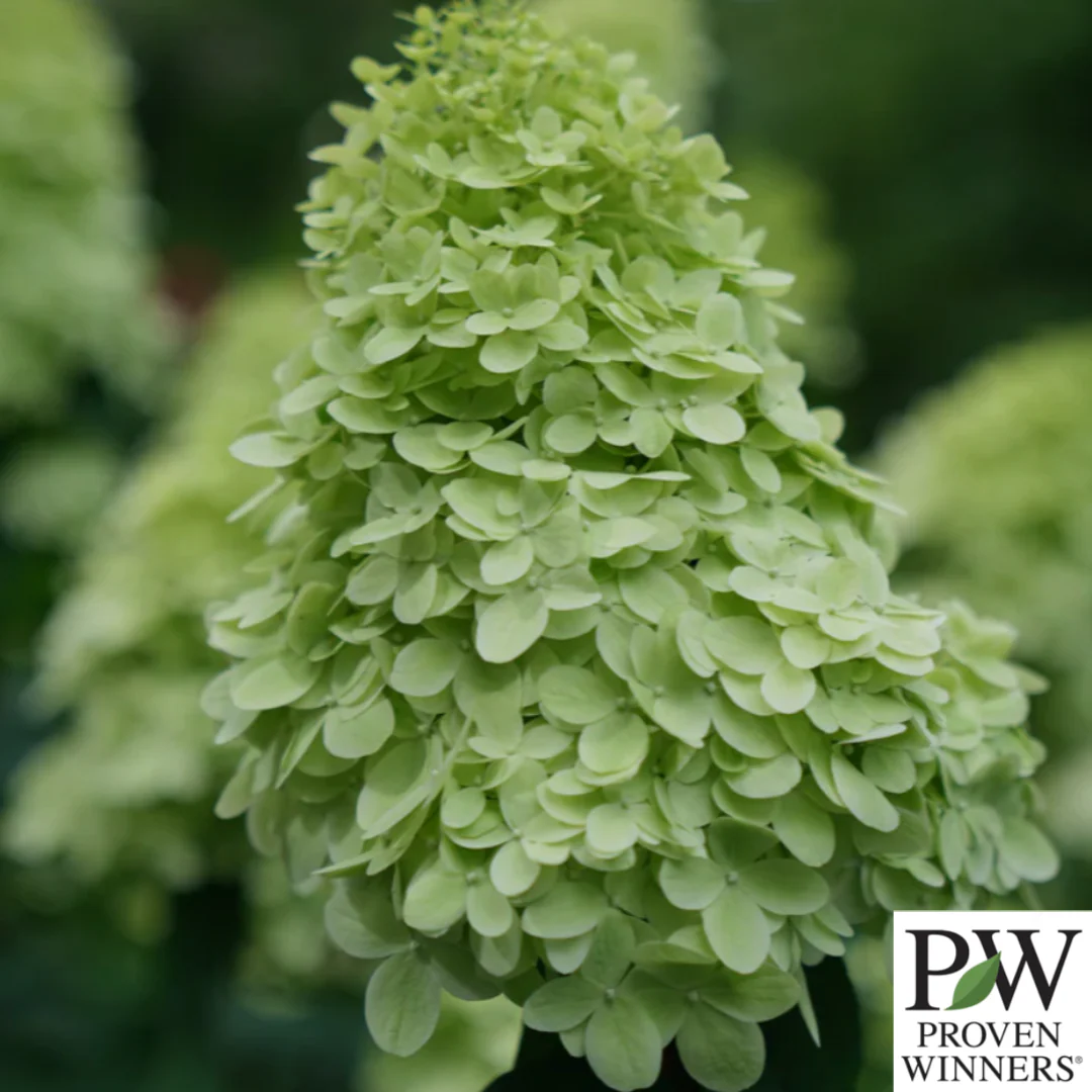 Limelight Prime Hydrangea | Hydrangea paniculata - Image 3