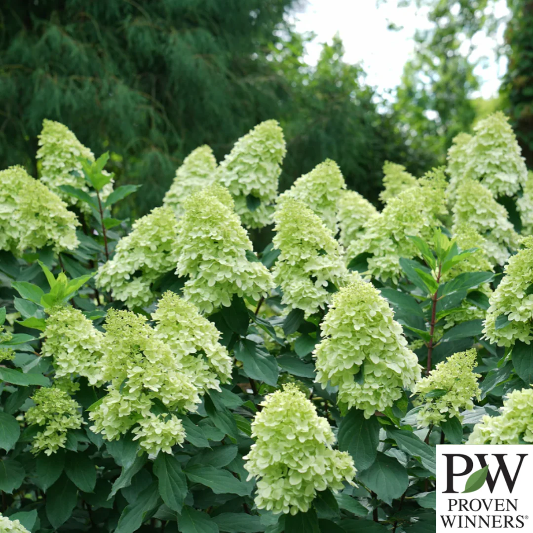 Limelight Prime Hydrangea | Hydrangea paniculata - Image 4