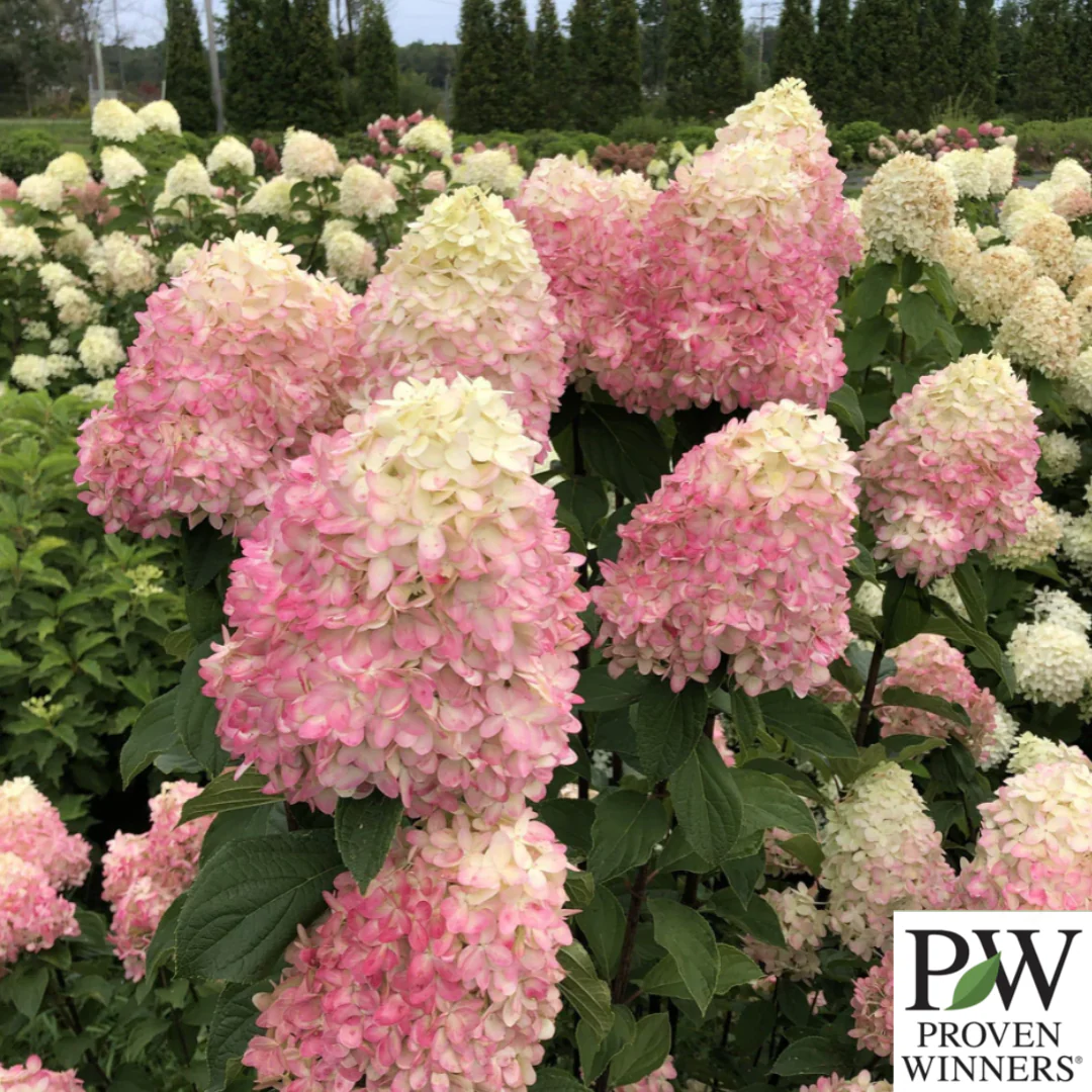 Limelight Prime Hydrangea | Hydrangea paniculata - Image 5