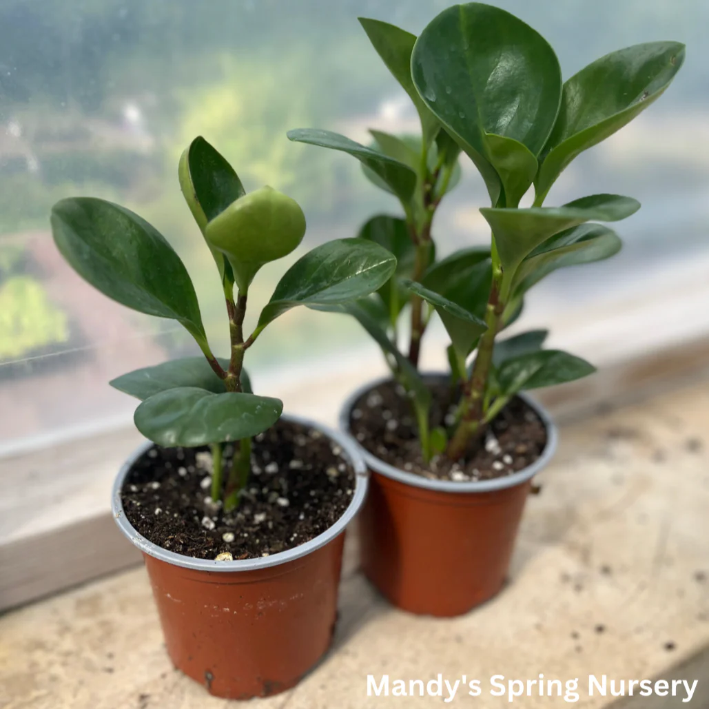 Baby Rubberplant | Peperomia obtusifolia - Image 2
