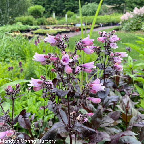 Dakota Burgundy Bearded Tongue | Penstemon digitalis