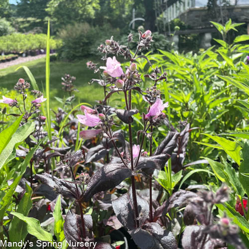Dakota Burgundy Bearded Tongue | Penstemon digitalis - Image 2