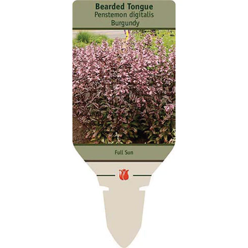 Dakota Burgundy Bearded Tongue | Penstemon digitalis - Image 3