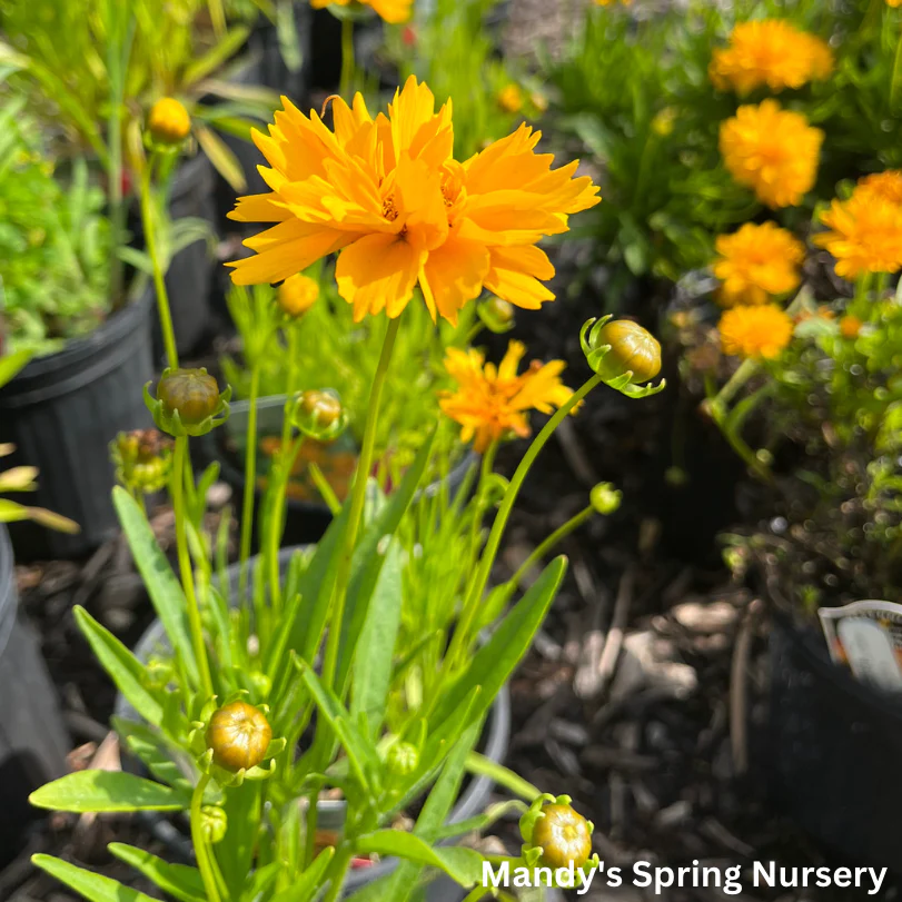 Early Sunrise Tickseed | Coreopsis grandiflora - Image 2