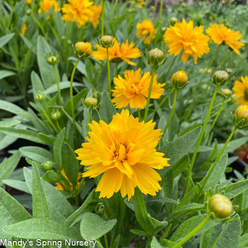 Early Sunrise Tickseed | Coreopsis grandiflora - Image 3