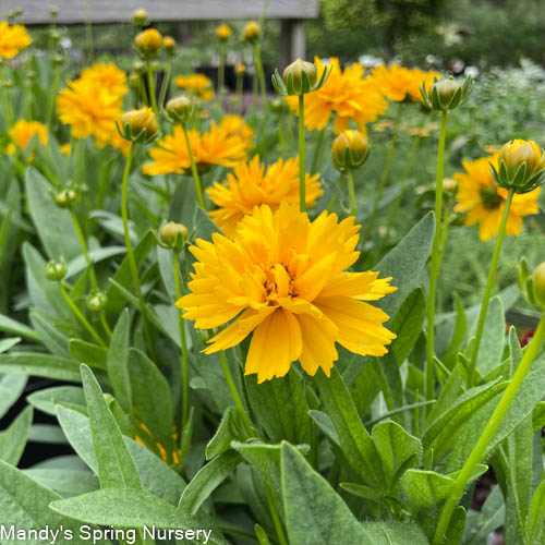 Early Sunrise Tickseed | Coreopsis grandiflora - Image 4