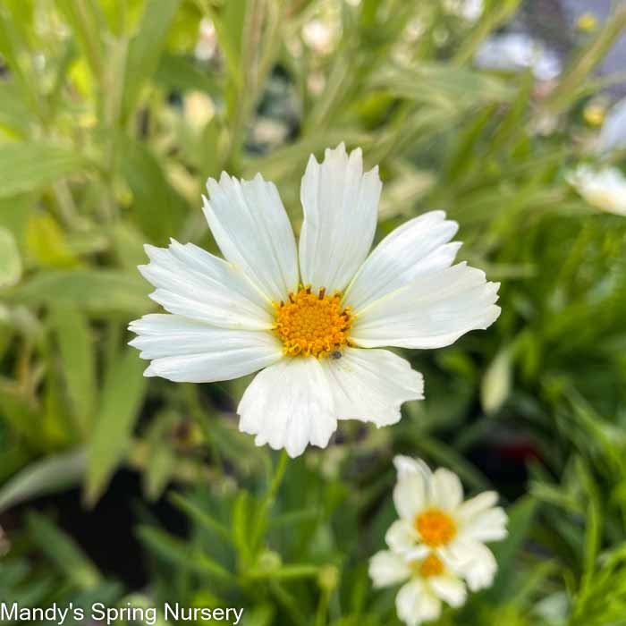 Polaris Tickseed | Coreopsis - Image 2