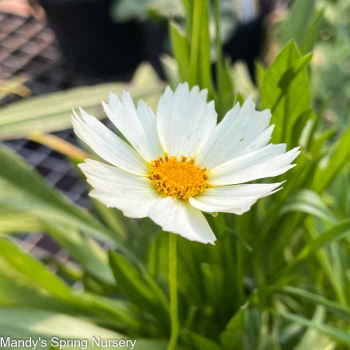 Polaris Tickseed | Coreopsis - Image 3
