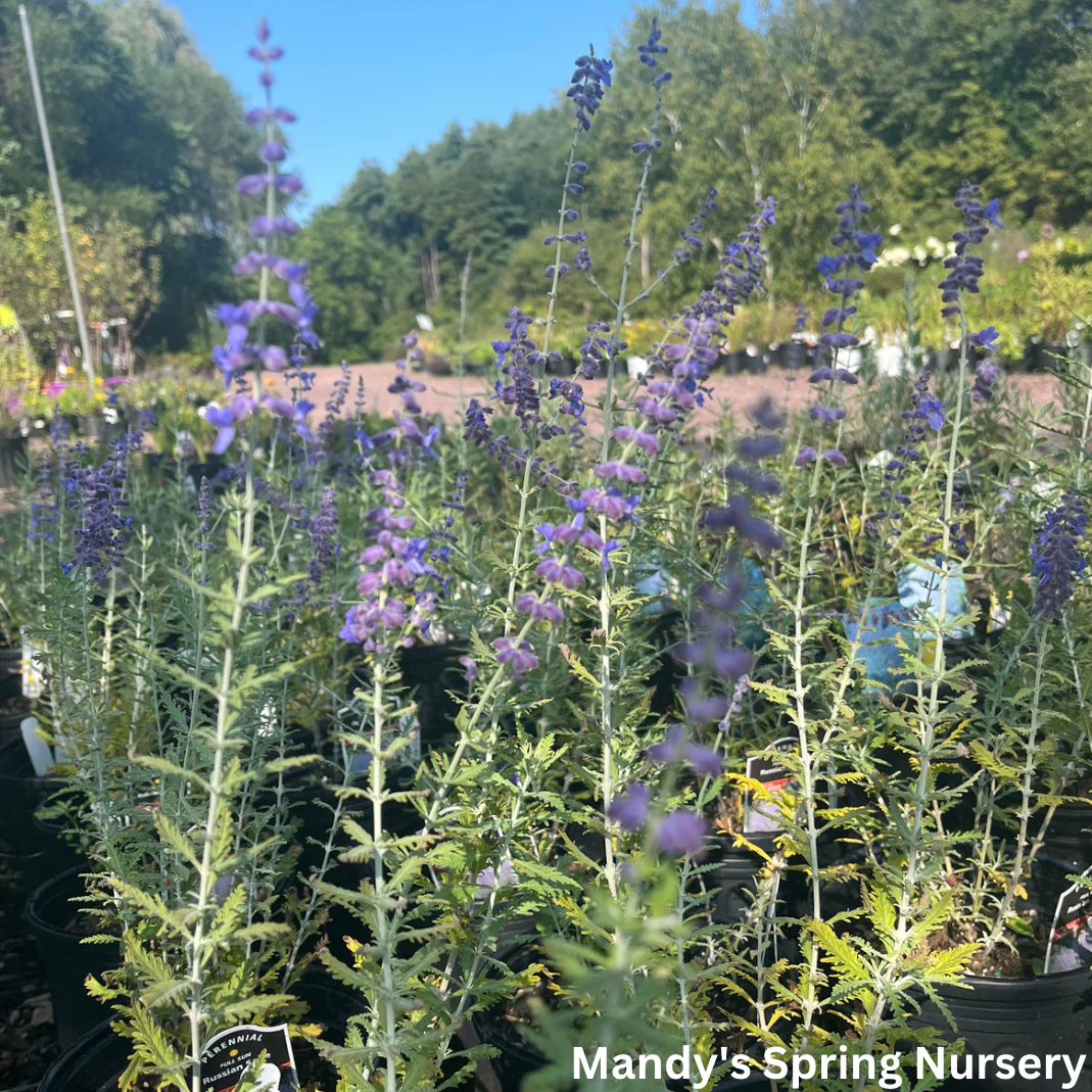 Russian Sage | Perovskia atriplicifolia - Image 3