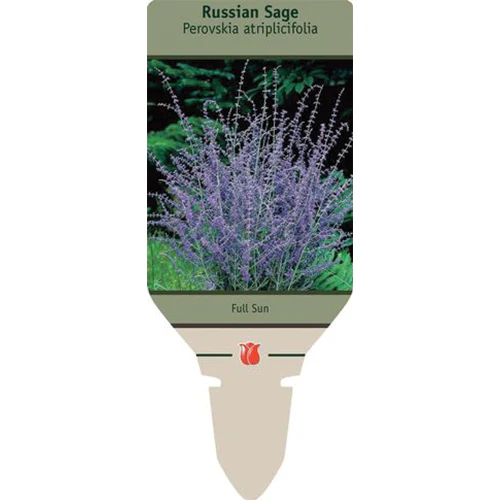 Russian Sage | Perovskia atriplicifolia - Image 4