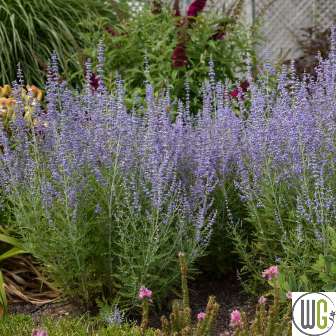 Russian Sage | Perovskia atriplicifolia - Image 5