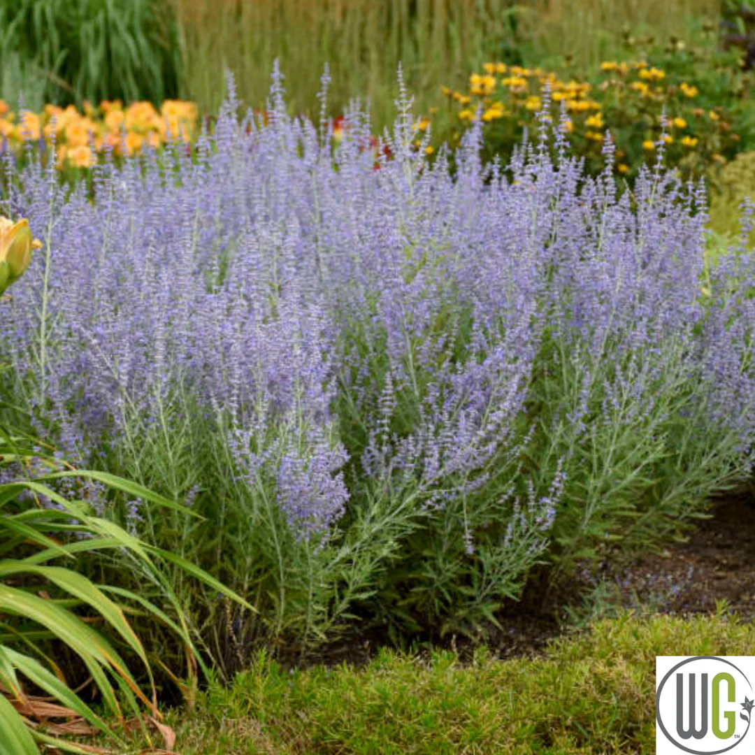 Russian Sage | Perovskia atriplicifolia - Image 6