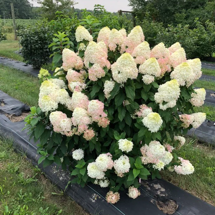 Quick Fire Fab Hydrangea | Hydrangea paniculata - Image 2