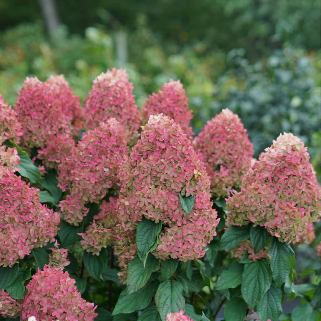 Quick Fire Fab Hydrangea | Hydrangea paniculata - Image 3