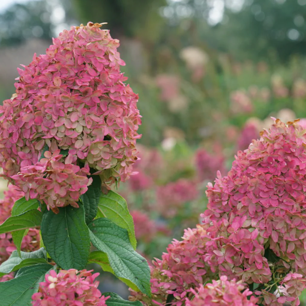 Quick Fire Fab Hydrangea | Hydrangea paniculata - Image 4