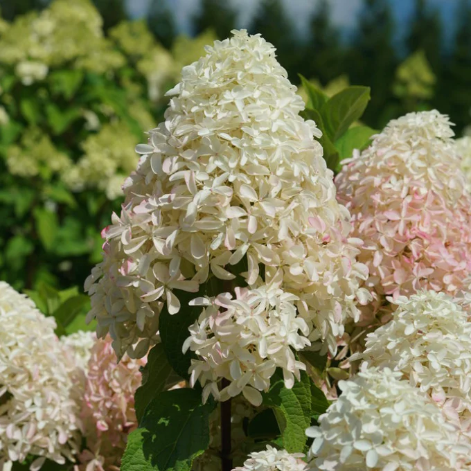 Quick Fire Fab Hydrangea | Hydrangea paniculata - Image 5
