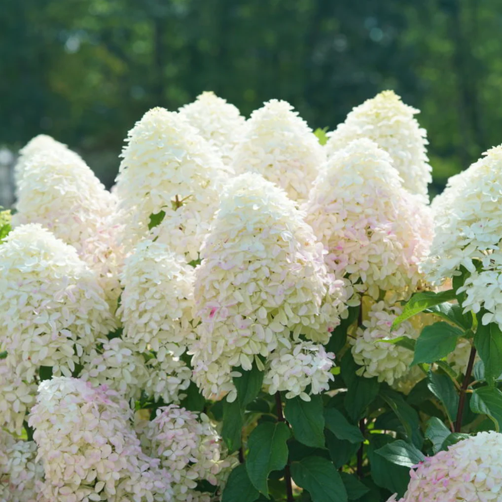 Quick Fire Fab Hydrangea | Hydrangea paniculata - Image 6