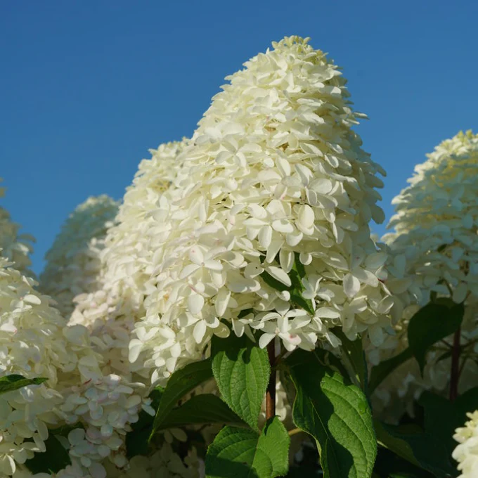 Quick Fire Fab Hydrangea | Hydrangea paniculata - Image 7