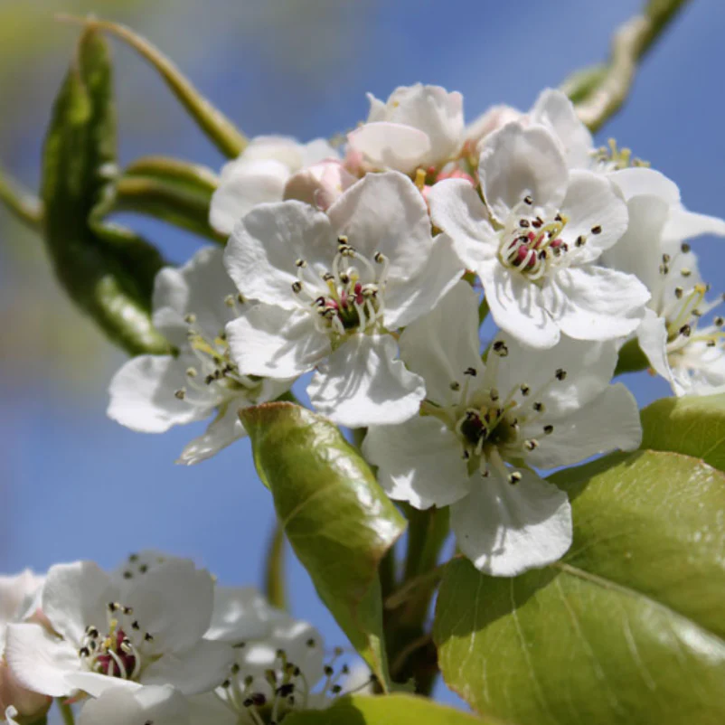 Autumn Blaze Pear | Pyrus calleryana - Image 2