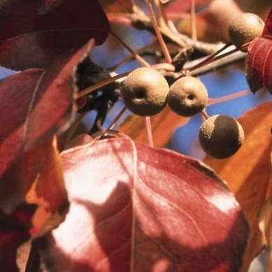 Autumn Blaze Pear | Pyrus calleryana - Image 3