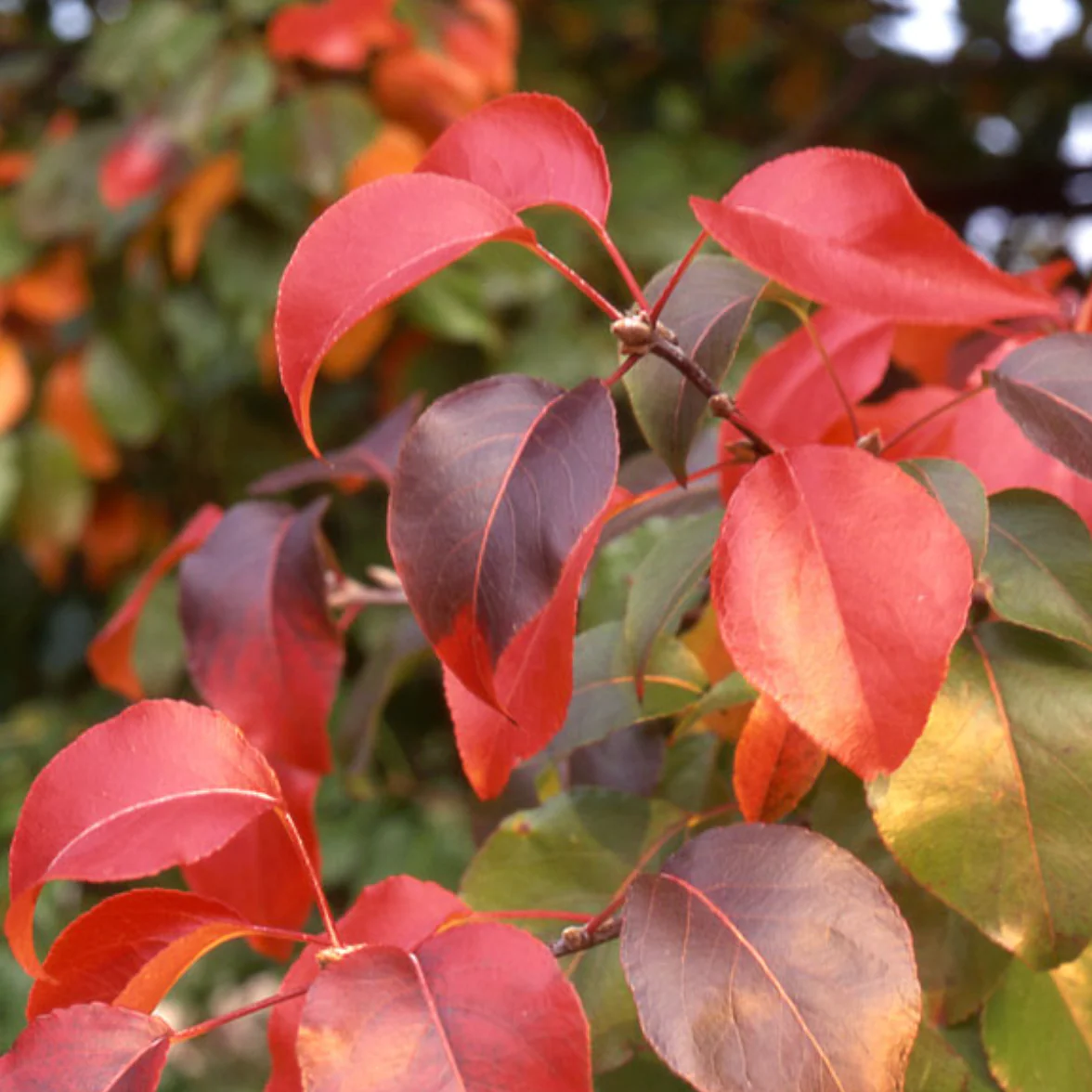 Autumn Blaze Pear | Pyrus calleryana - Image 4