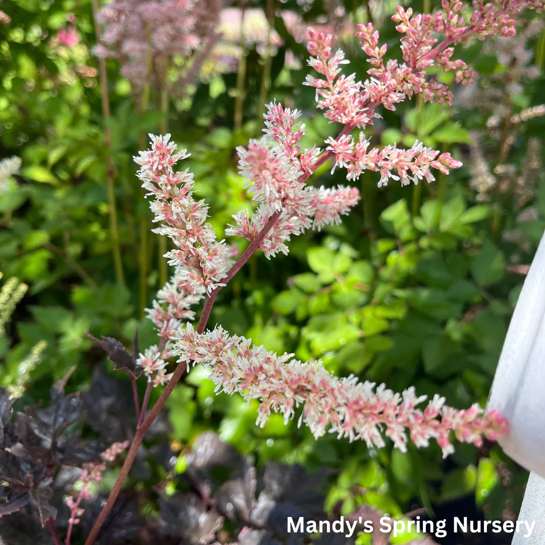 Chocolate Shogun Astilbe | Astilbe 'Chocolate Shotgun' - Image 2
