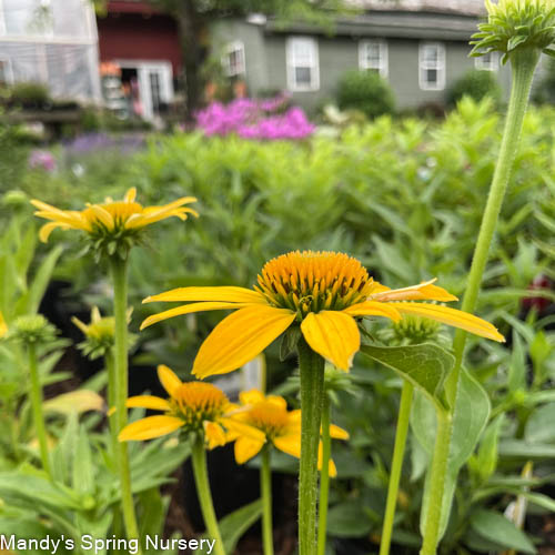 SOMBRERO® Lemon Yellow Coneflower | Echinacea - Image 4