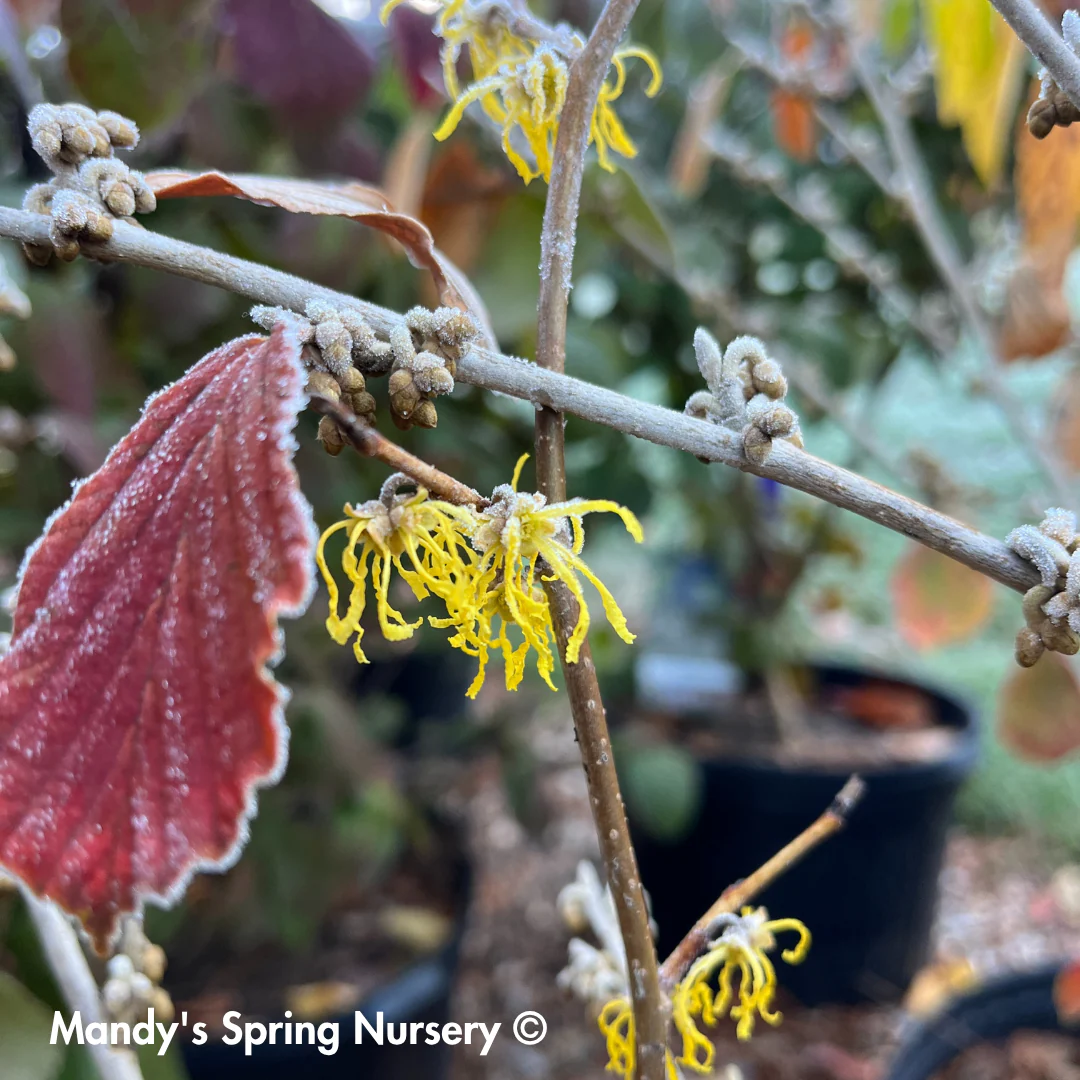 Witch Hazel | Hamamelis virginiana - Image 3