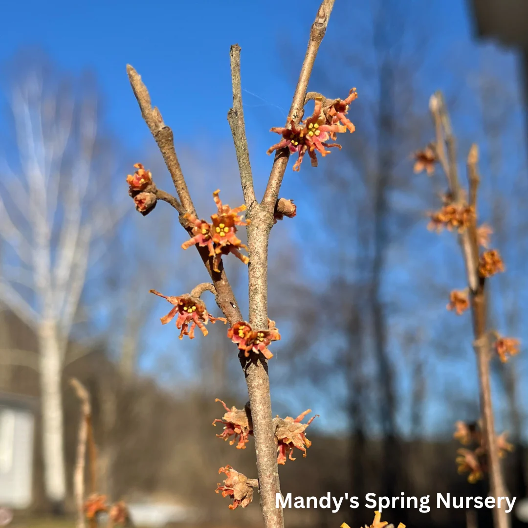Witch Hazel | Hamamelis virginiana - Image 4
