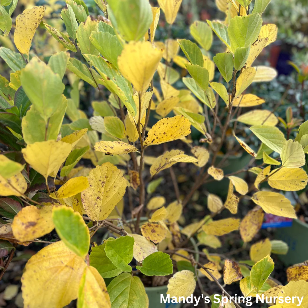Witch Hazel | Hamamelis virginiana - Image 5