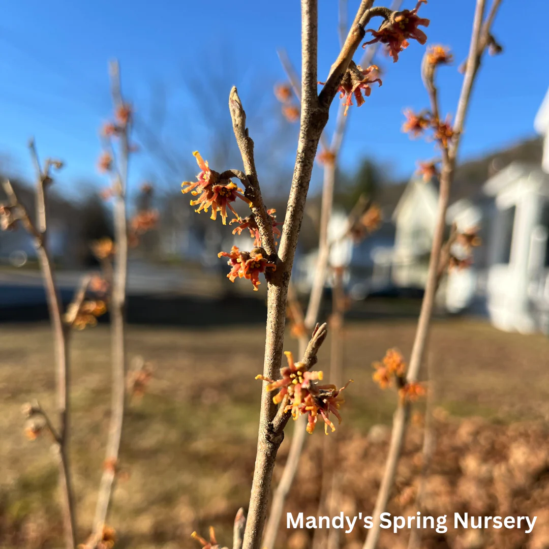 Witch Hazel | Hamamelis virginiana - Image 6