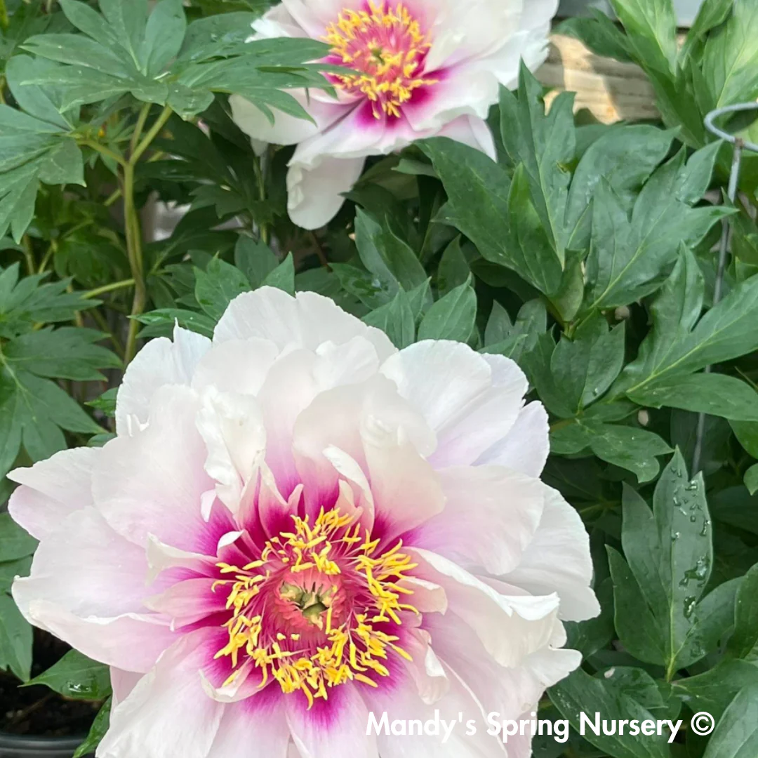 Cora Louise Itoh Peony | Paeonia - Image 2