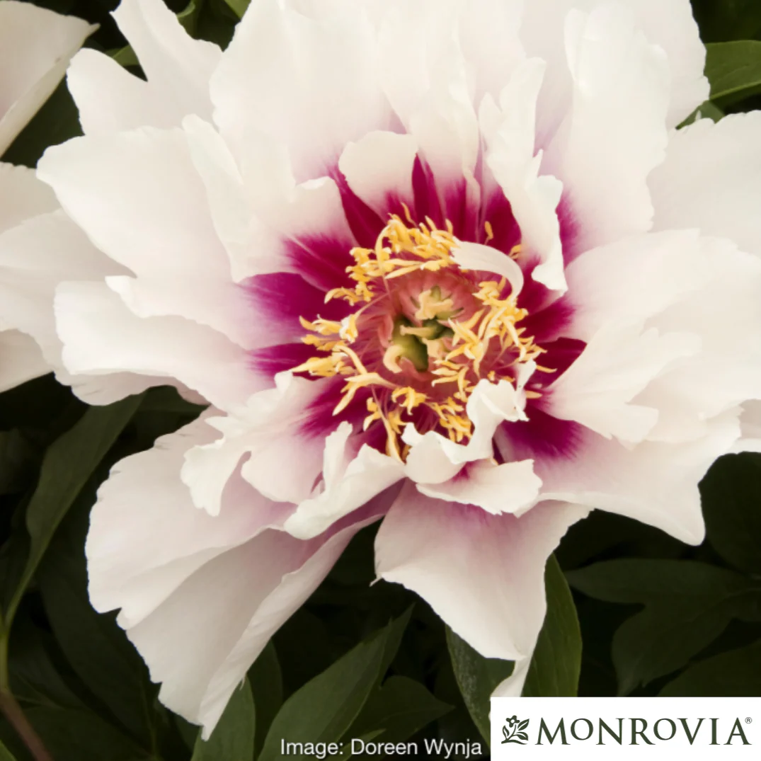Cora Louise Itoh Peony | Paeonia - Image 3