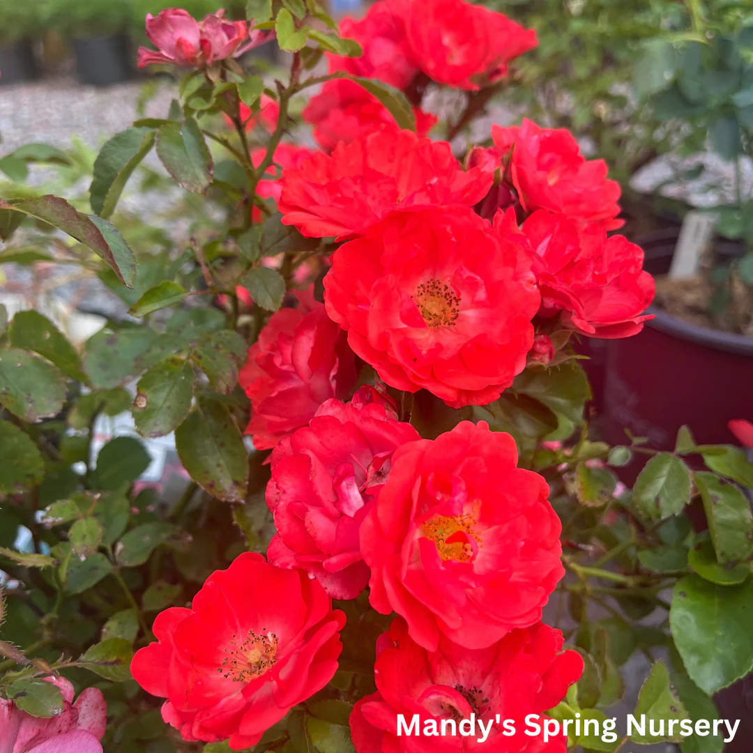 Coral Drift Rose | Rosa - Image 2