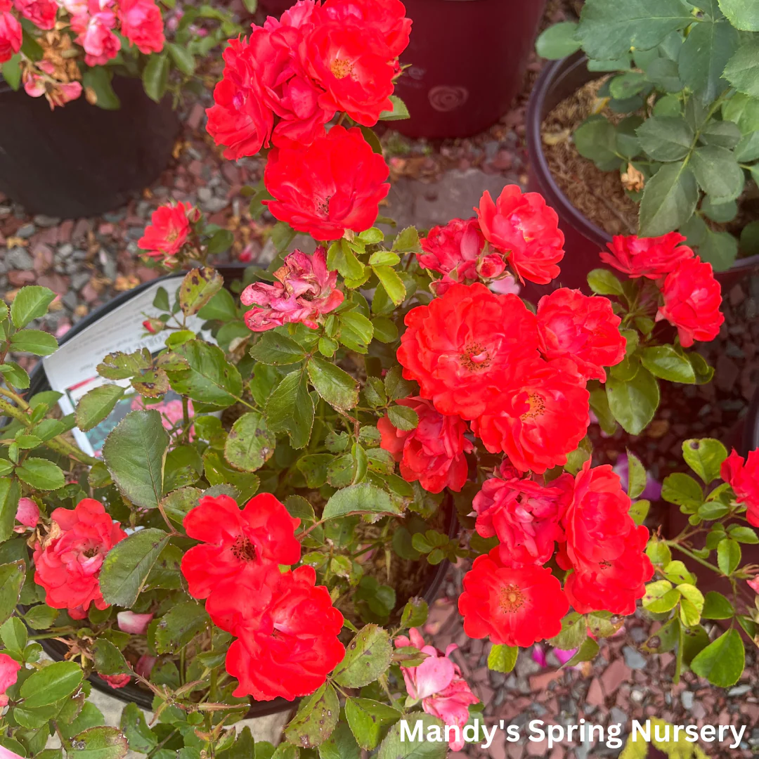 Coral Drift Rose | Rosa - Image 3