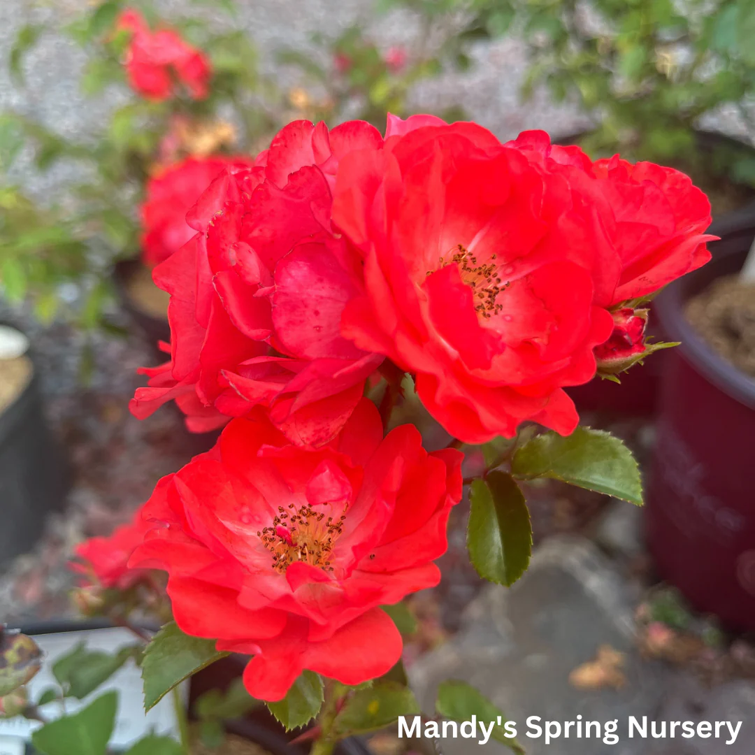 Coral Drift Rose | Rosa - Image 4