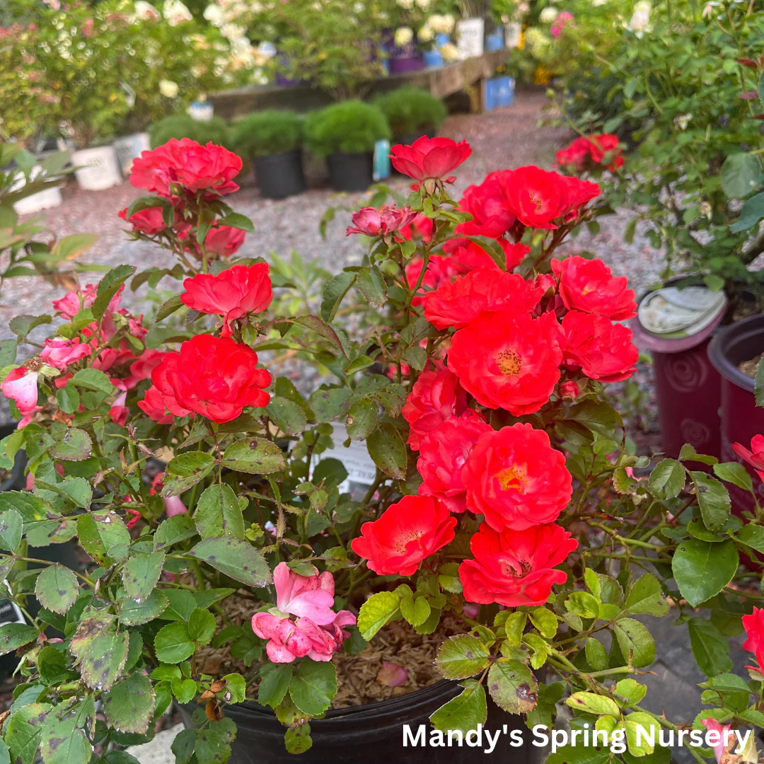 Coral Drift Rose | Rosa - Image 5