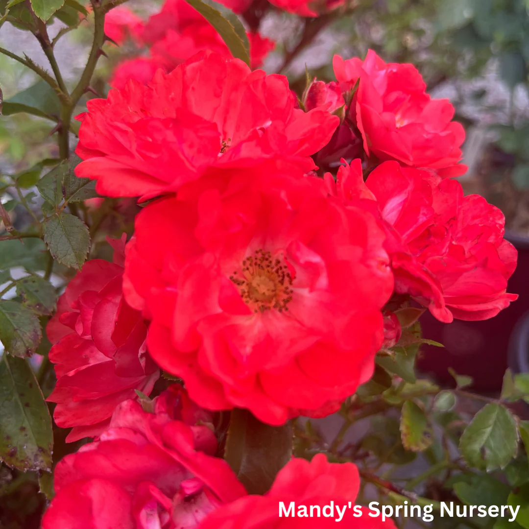 Coral Drift Rose | Rosa - Image 6