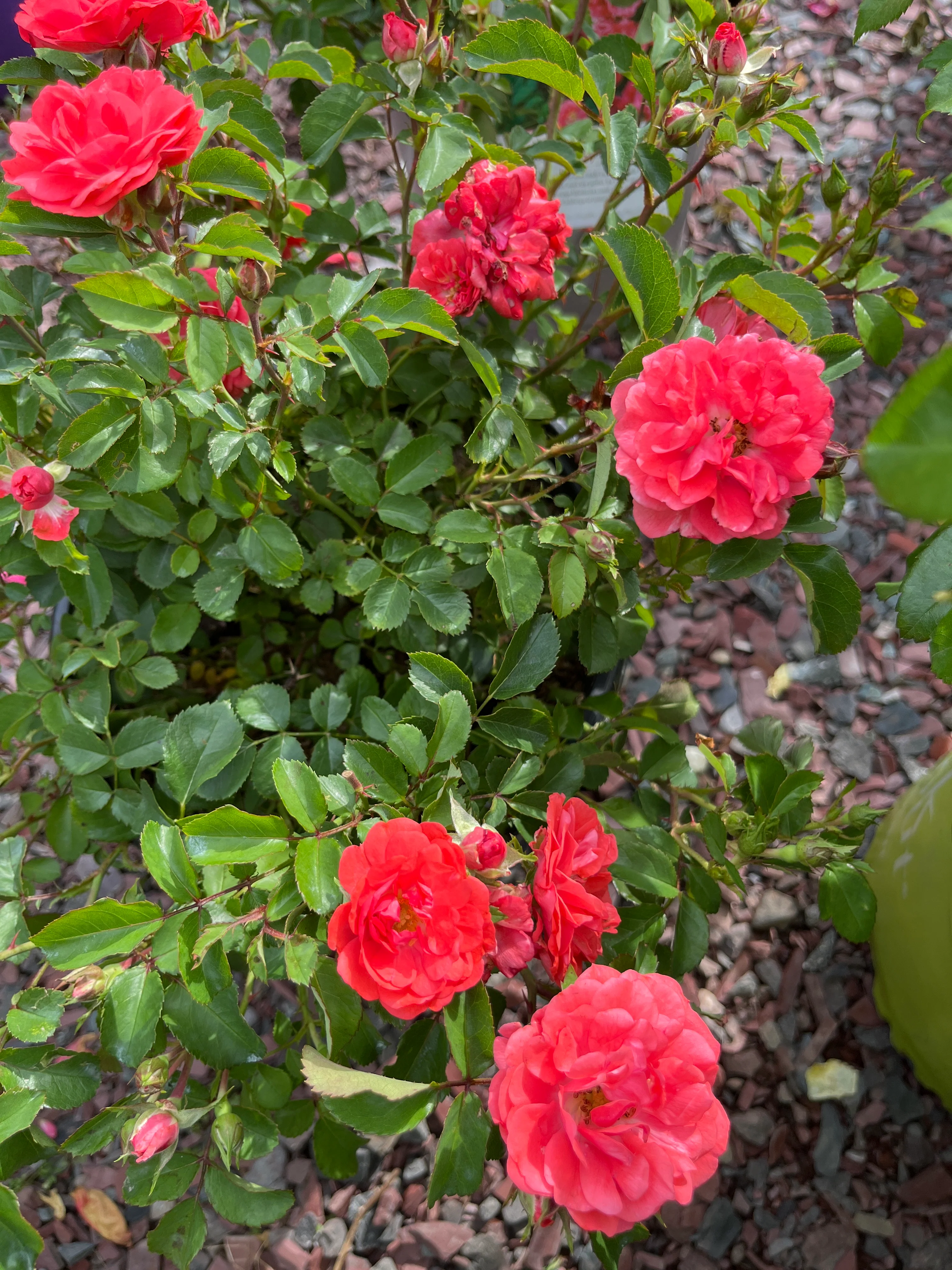Coral Drift Rose | Rosa - Image 7