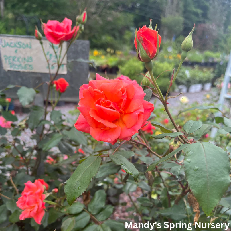 Coral Knock Out Rose | Rosa - Image 3