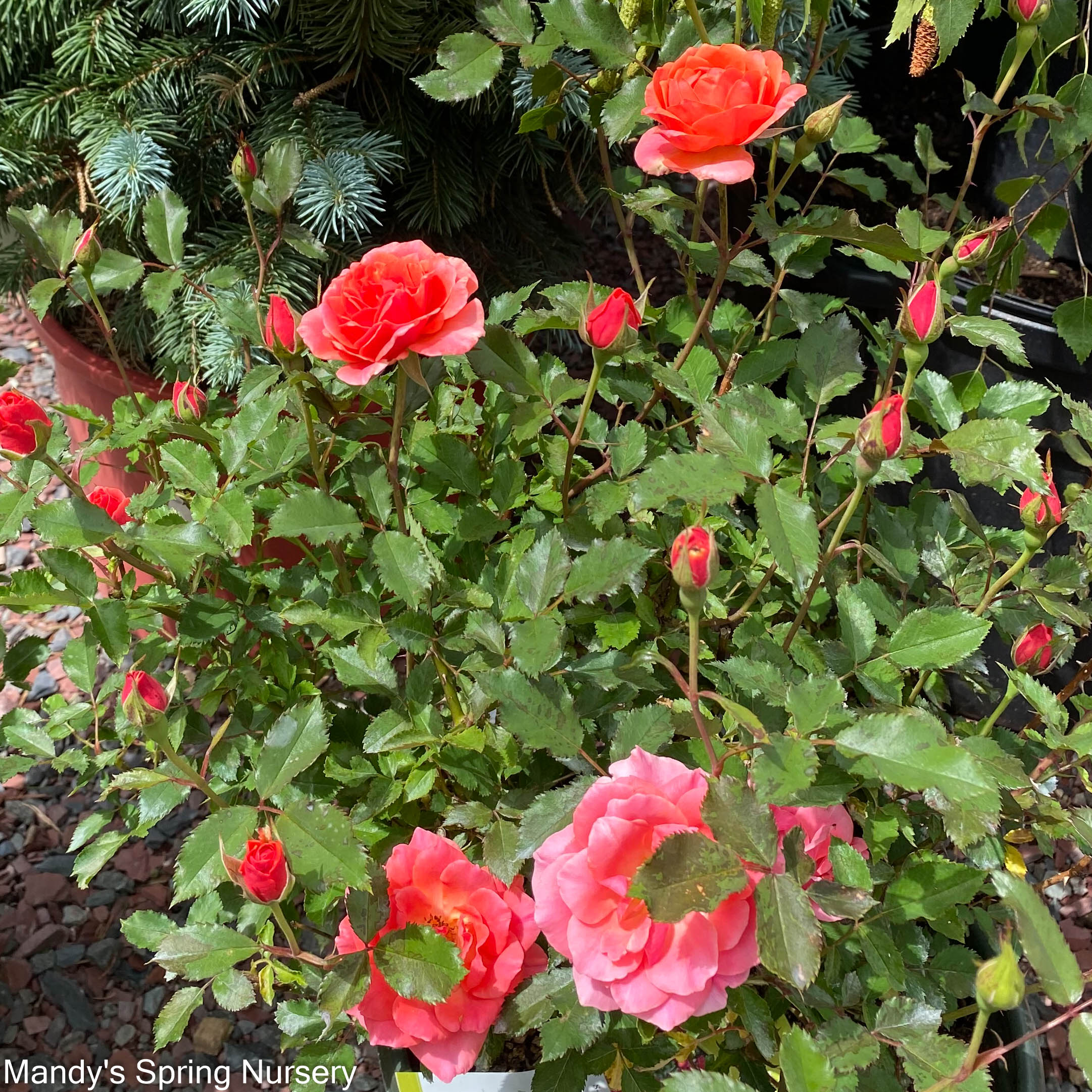 Coral Knock Out Rose | Rosa - Image 4