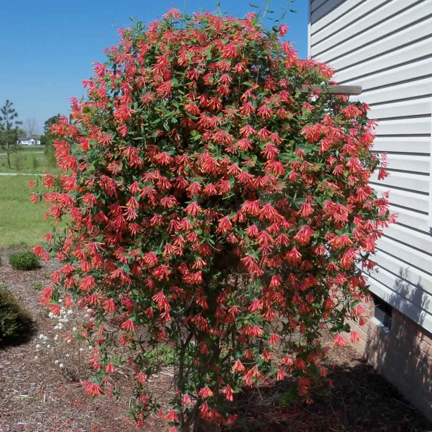'Coral Star' Honeysuckle | Lonicera - Image 3