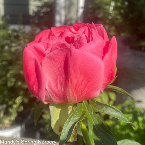 Coral Sunset Peony | Paeonia - Image 3