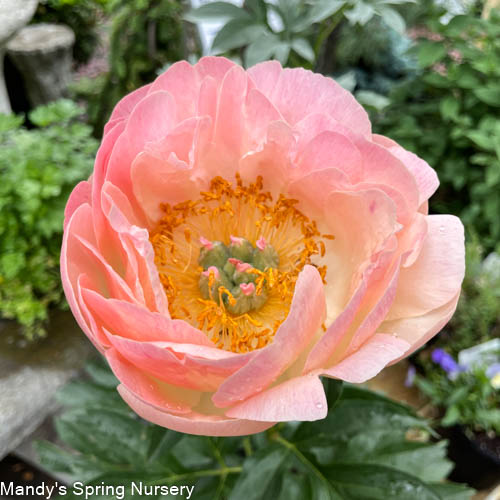 Coral Sunset Peony | Paeonia - Image 4