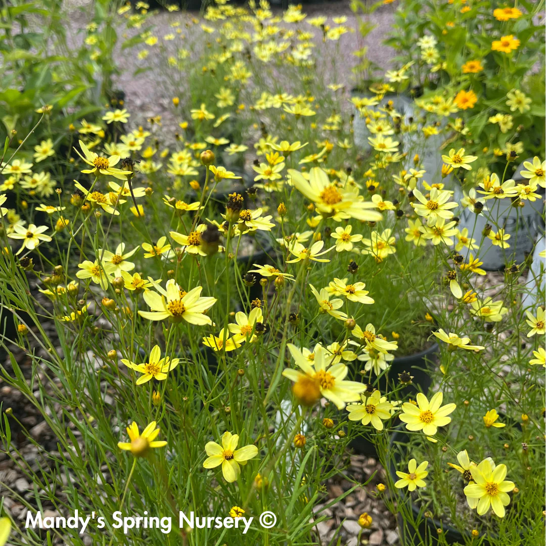 Moonbeam Tickseed | Coreopsis verticillata - Image 2