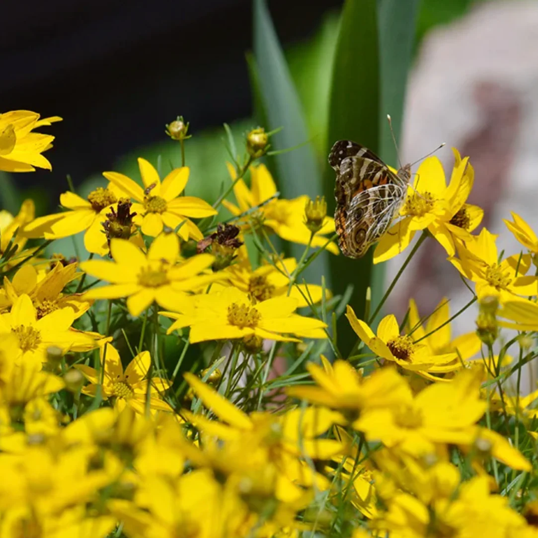 Moonbeam Tickseed | Coreopsis verticillata - Image 3
