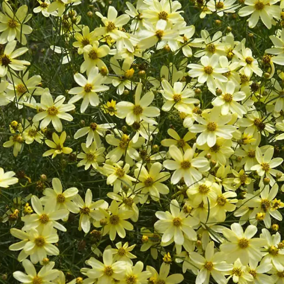 Moonbeam Tickseed | Coreopsis verticillata - Image 4